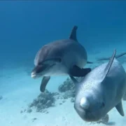 Twee dolfijnen zwemmen samen onder water in de turquoise Rode Zee bij Hurghada, Egypte