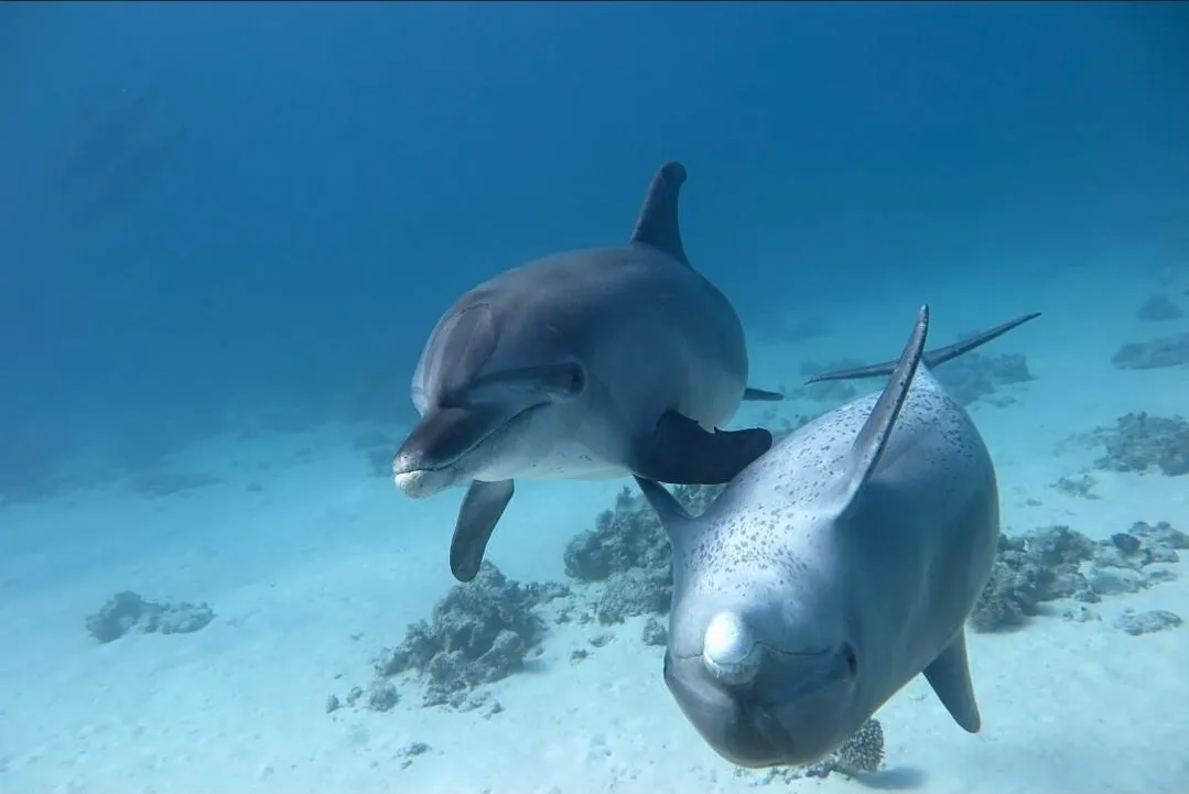 Twee wilde dolfijnen zwemmen dicht bij de zandbodem in de heldere Rode Zee bij Hurghada