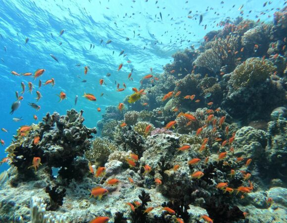 Snorkelen in Hurghada: de 4 mooiste plekken en boottochten