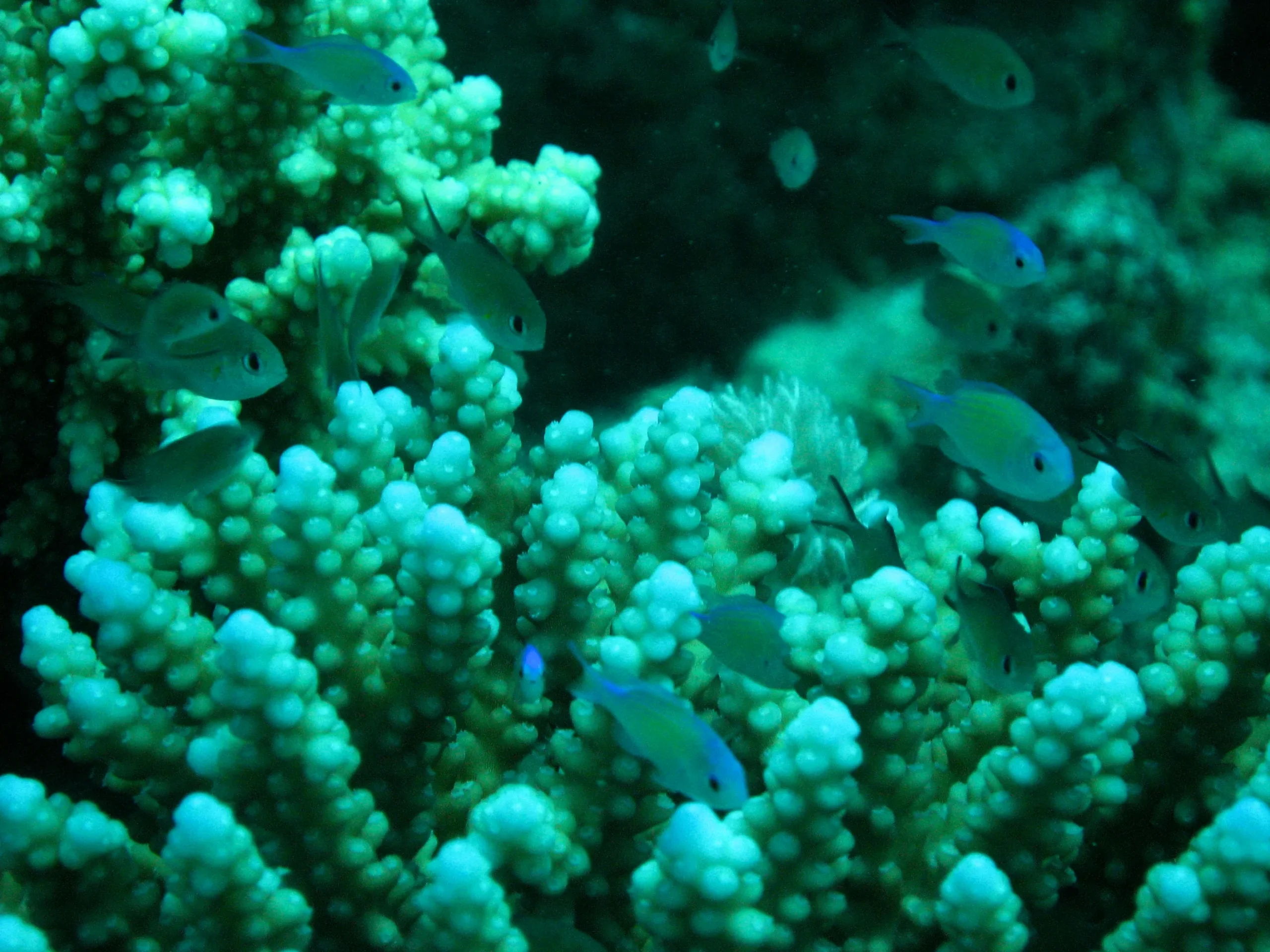 Levendig turquoise koraal met vissen onder water in de Rode Zee bij Hurghada