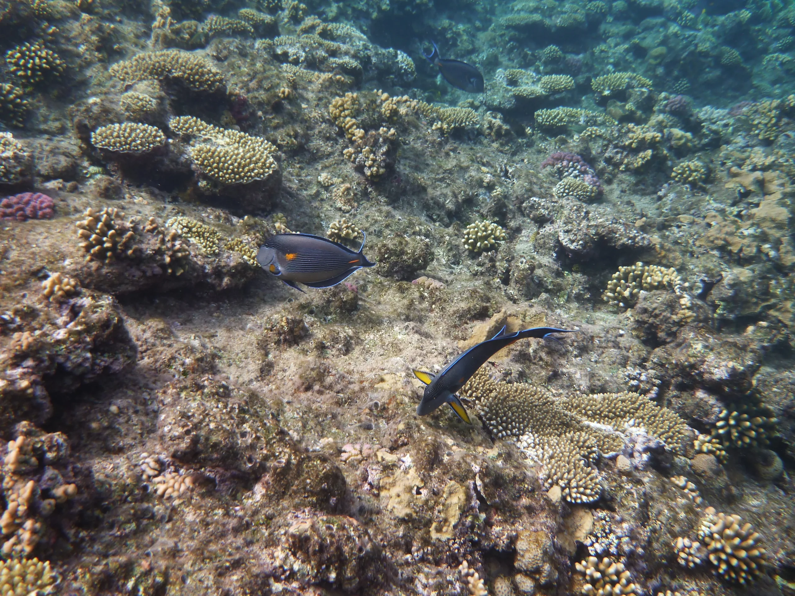 Kleurrijk koraalrif met tropische vissen in de Rode Zee bij Hurghada