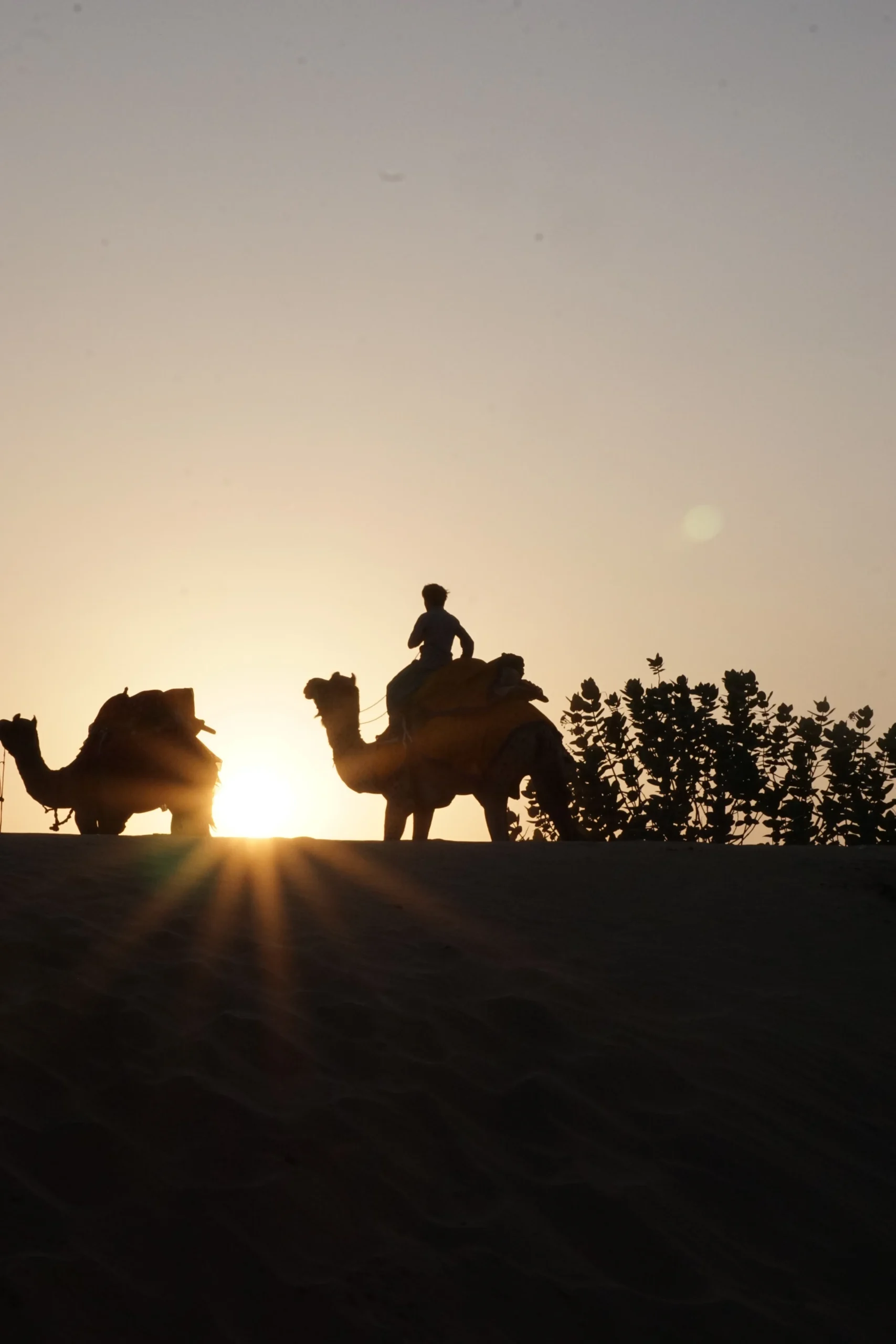 Silhouetten van kamelen en ruiters tegen een oranje woestijnzonsondergang bij Hurghada, Egypte