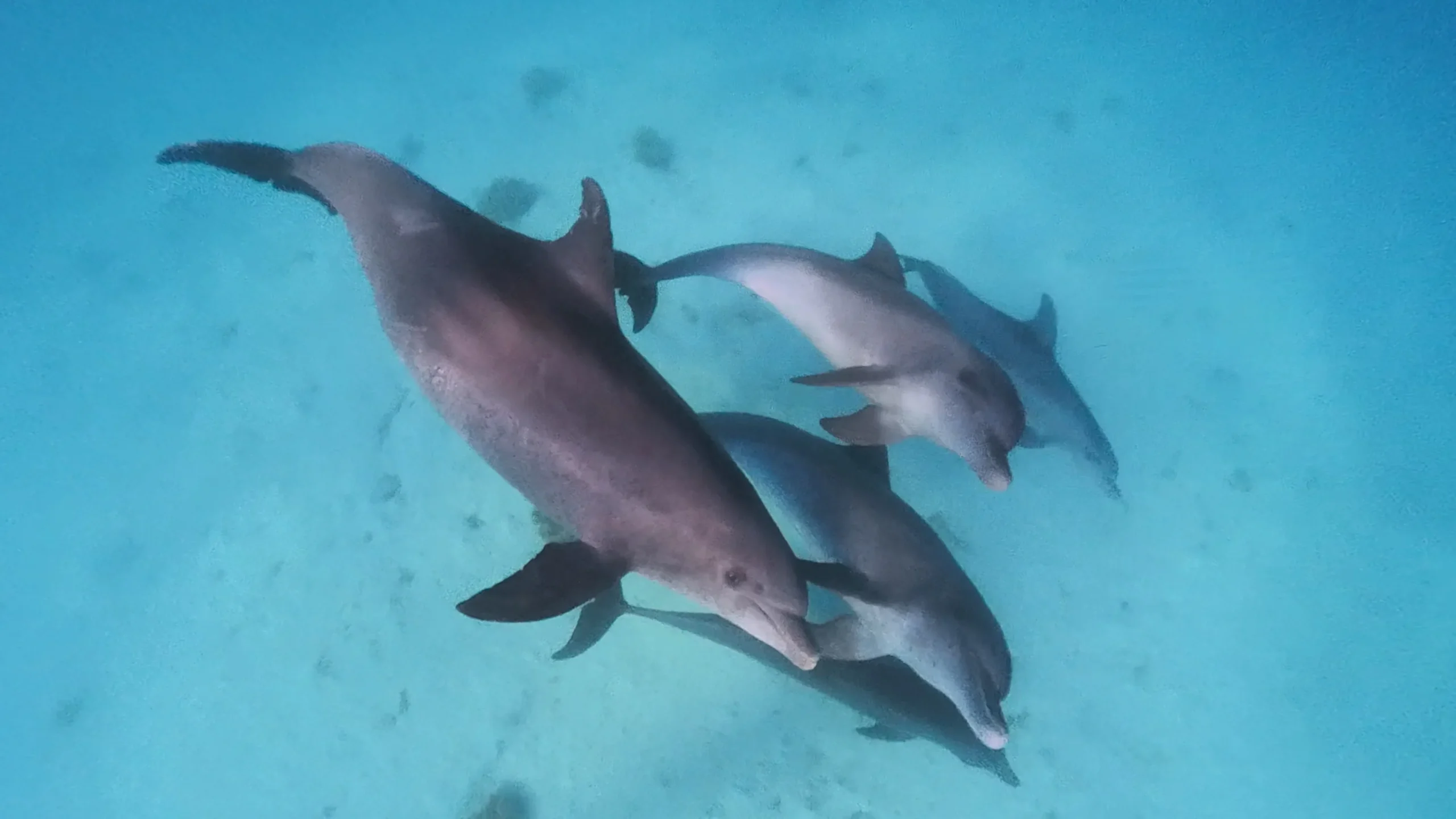 Twee wilde dolfijnen zwemmen samen onder water in het heldere blauw van de Rode Zee bij Hurghada
